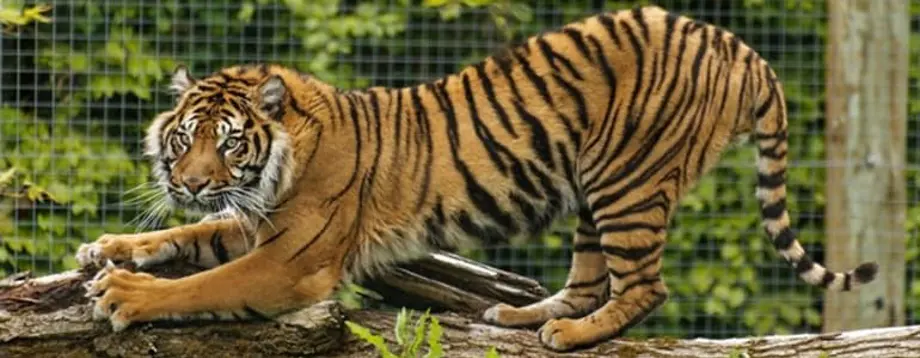 Twycross Zoo